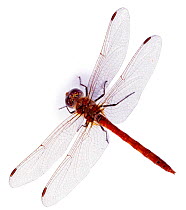 Common darter dragonfly (Sympetrum striolatum) male. England. Captive