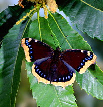 Camberwell Beauty Butterfly {Nymphalis antiopa} UK England. Captive