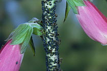 Garden black ants {Lasius niger} collecting honeydew from aphids on foxglove.