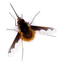 Common Bee Fly (Bombylius major) UK. Captive., cut-out