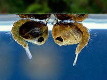 Mosquito (Culex sp) pupae hanging at the water's surface. UK.