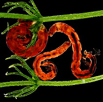 Non-biting midge (Chironomus plumosus) larvae showing gills and false legs,