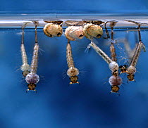 Mosquito (Culex sp) larvae and pupae hanging at the water's surface. UK