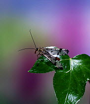 Common Scorpion Fly (Panorpa communis) male on ivy leaf, UK.