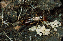 Common earwig female {Forficula auricularia} guarding eggs, UK.