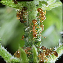 Red ants {Myrmica rubra} collecting honeydew from Aphids, UK