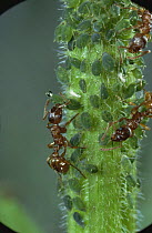 Red ants {Myrmica rubra} collecting honeydew from Aphids, UK