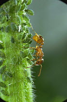 Red ant {Myrmica rubra} collecting honeydew from Aphids, UK