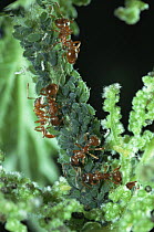 Red ant {Myrmica rubra} collecting honeydew from Aphids, UK