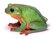 Green Tree Frog (Litoria caerulea) captive, Australia.