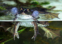 RF- European edible frog male vocal sacs inflated (Rana esculenta) UK, captive. (This image may be licensed either as rights managed or royalty free.)