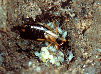 Common Earwig (Forficula auricularia) female guarding her young and eggs. UK