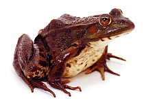 Edible Frog (Rana esculenta) captive