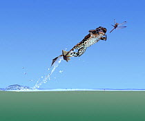 Edible Frog leaping from water to catch dragonfly, UK. Captive., Digital composite