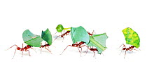 Leaf-cutter ants (Atta sp) carry leaf sections back to nest. digital composite, Trinida