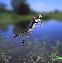 Edible Frog leaping from water to catch butterfly, UK. Captive., Digital composite