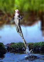 Edible Frog leaping from water to catch damselfly. UK captive, Digital composite