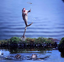 Edible Frog leaping from water to catch damselfly. UK captive, Digital composite
