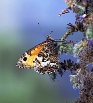 Grayling Butterfly (Hipparchia semele) on Vipers Bugloss, UK.