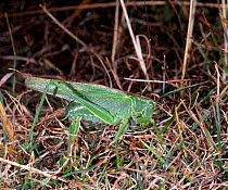 Great Green Bush Cricket female penetrating ground with ovipositor to lay eggs, UK.