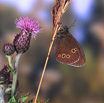 Ringlet Butterfly (Aphantopus hyperantus) at rest. Dorset, UK.