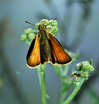 Small Skipper Butterfly (Thymelicus flavus) sunning. Surrey, UK.