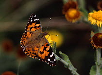Painted Lady Butterfly (Vanessa cardui) on Fleabane flower. DorseT, UK.