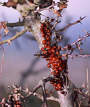 Seven-spot Ladybirds (Coccinella 7-punctata) hibernating on thorn bush, UK.