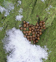 Fourteen-spot ladybirds (Propylea 14-punctata) hibernating in winter, Surrey UK