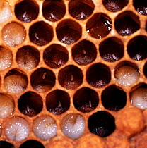 RF- Honey Bee (Apis mellifera) cells with eggs and larvae. Surrey UK. (This image may be licensed either as rights managed or royalty free.)