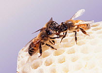 Honey Bee workers (Apis mellifera) mutual feeding on honey comb. UK, captive