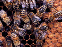 Honey Bee workers (Apis mellifera) on comb as new worker emerges from cell, UK