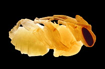 Honey Bee (Apis mellifera) worker pupa, UK.