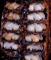 Honey Bee (Apis mellifera) worker pupae in sectioned comb. Surrey, UK.