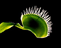 Venus flytrap (Dionaea muscipula) leaf with trapped bluebottle fly