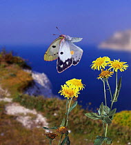 Clouded Yellow Butterfly and Fleabane, UK, captive, digital composite (C. croceus)