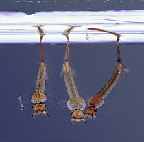 Mosquito (Culex pipiens) larvae at the water surface. UK.