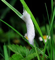 Froghopper (Philaenus spumarius) froth nest (cuckoo spit) made by nymph on grass, UK