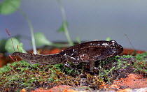 European Edible Frog (Rana esculenta) froglet with tail, UK. Captive