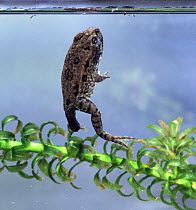 European Edible Frog froglet with resorbing tail, ready to leave the water,