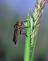 Robber Fly (Machimus atricapillus) on flowering grass. UK.