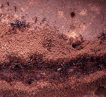 Safari Ant (Dorylus sp) column of workers and soldiers. Kenya
