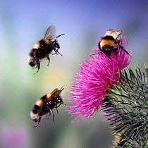 White-tailed Bumblebees (Bombus lucorum) at Spear Thistle. UK. Digital composite