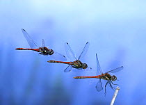 Common darter dragonfly male landing on flower. Digital composite, UK.