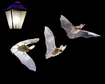 RF- Long eared bat (Plecotus auritus) flying by lamp. Digital composite. (This image may be licensed either as rights managed or royalty free.)