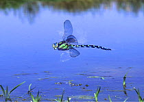 Southern hawker dragonfly {Aeshna cyanea} male hovering over pond, UK.