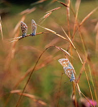 Common Blue Butterflies (Polyommatus icarus) roosting in pairs, Europe
