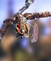 Painted Lady Butterfly (Vanessa cardui) emerging from chrysalis, sequence 3/4