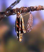Painted Lady Butterfly (Vanessa cardui) emerging from chrysalis, sequence 2/4