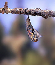 Painted Lady Butterfly (Vanessa cardui) emerging from chrysalis, sequence 1/4